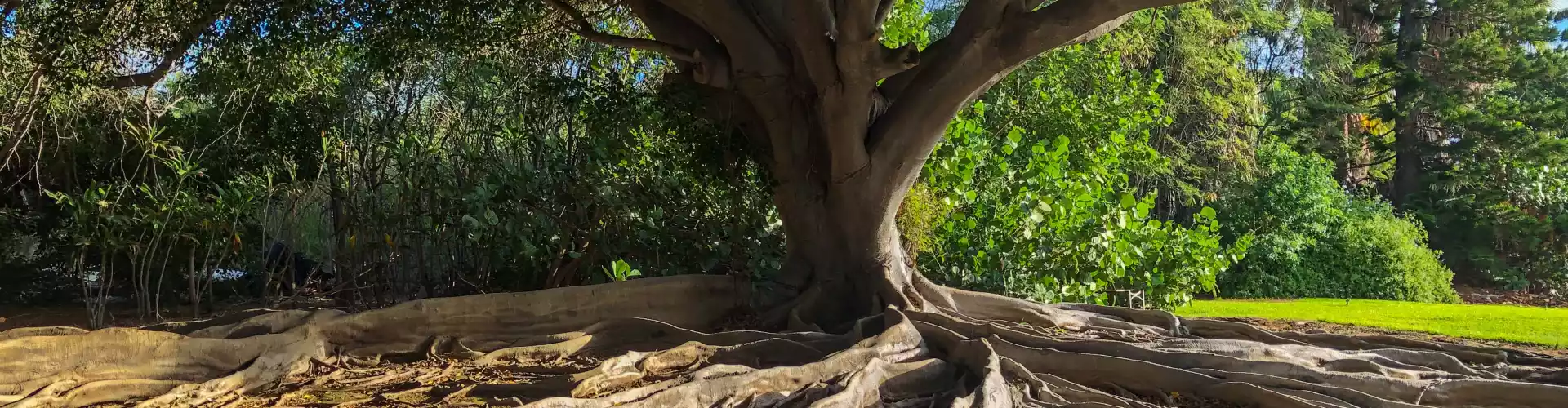 Sanación remota para una conexión a tierra profunda con el chakra de la tierra